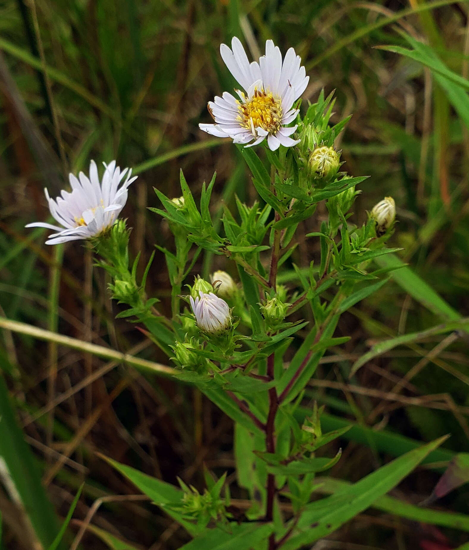 Image of purplestem aster