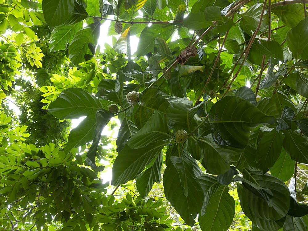 Image of Indian mulberry