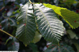 Image of red horse-chestnut