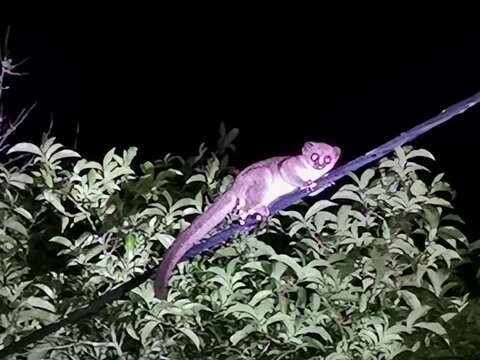 Image of Crossley's Dwarf Lemur