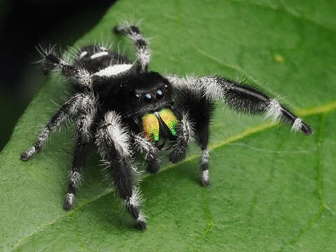 صورة Phidippus regius C. L. Koch 1846