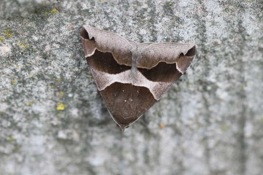 Слика од Dysgonia algira Linnaeus 1767