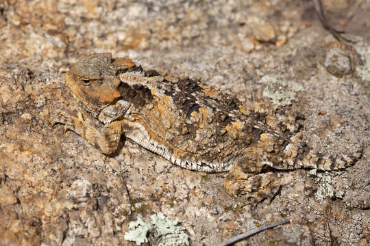 Image of Greater Short-horned Lizard