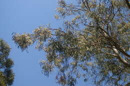 Image of cabbage gum