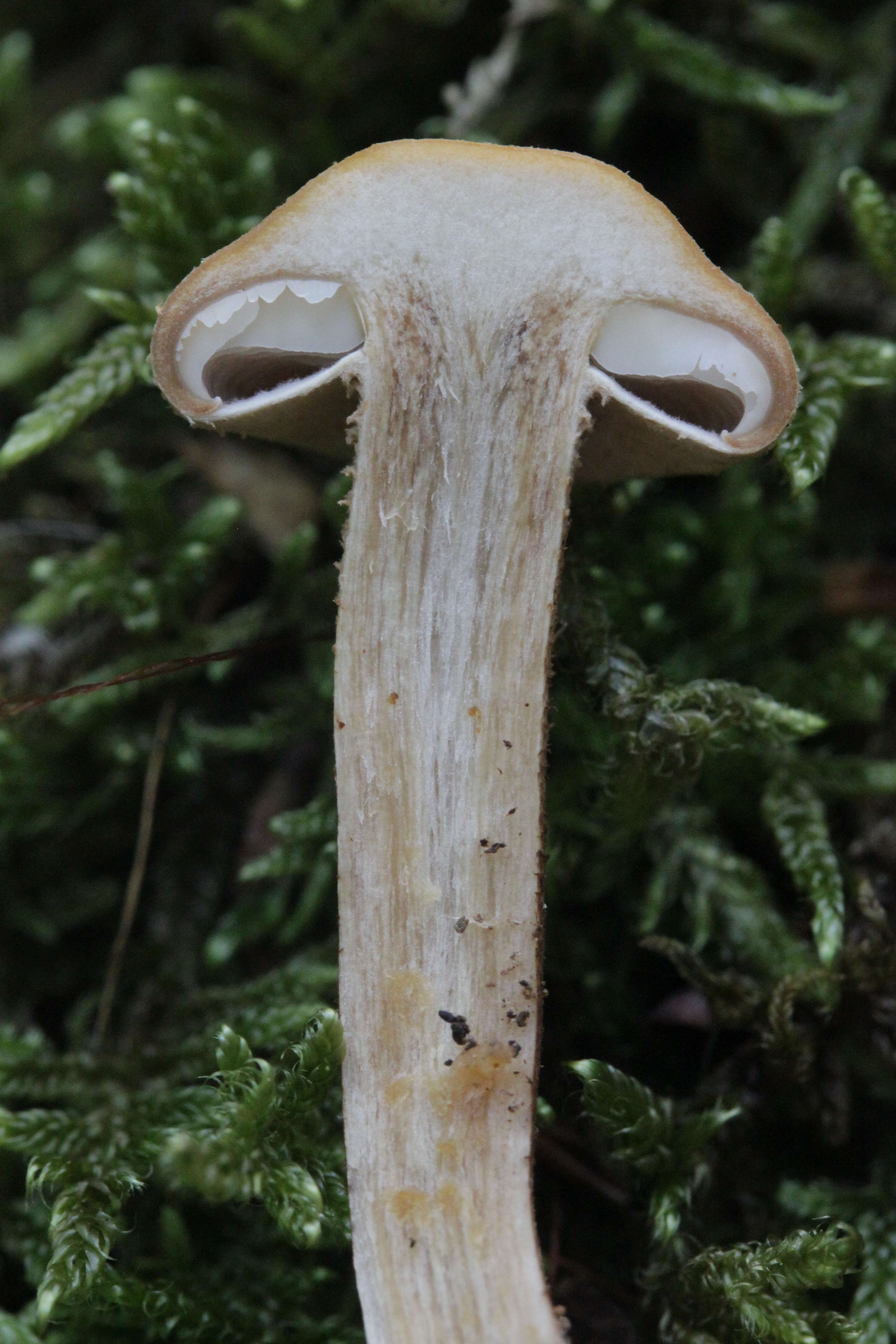 Imagem de Kuehneromyces mutabilis (Schaeff.) Singer & A. H. Sm. 1946