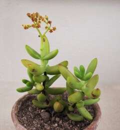 Image of Crassula brevifolia Harv.