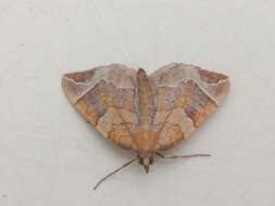 Image of Chevron Moth