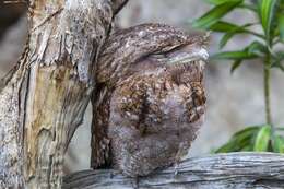 Image of Papuan Frogmouth