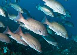 Image of Gray Snapper