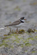 Image of Semipalmated Plover