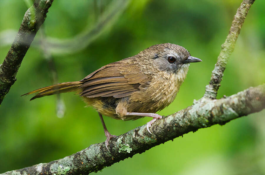 Image of Assam Wren-babbler