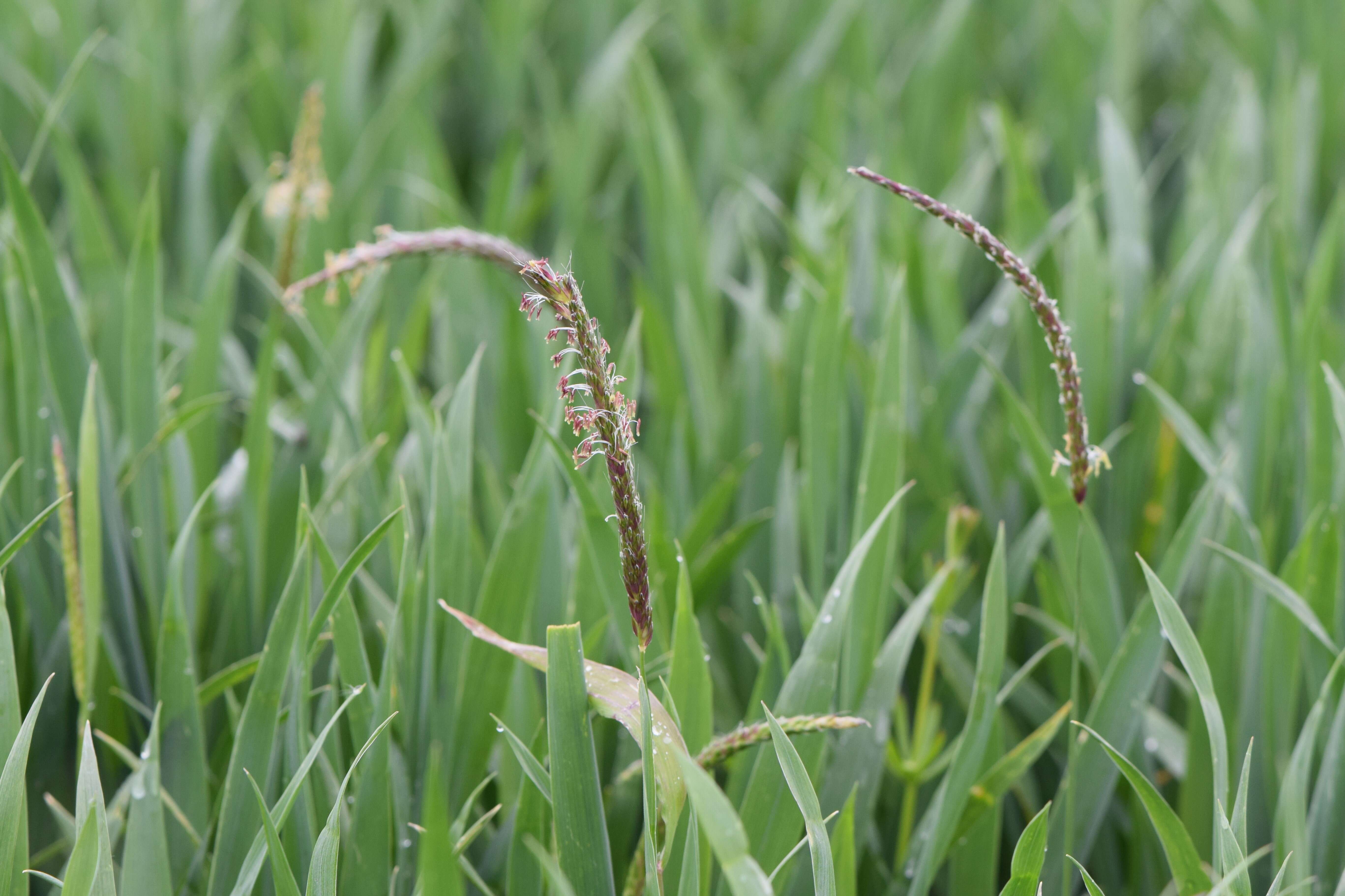 Image of black-grass