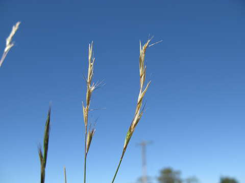 Plancia ëd Rytidosperma racemosum (R. Br.) Connor & Edgar