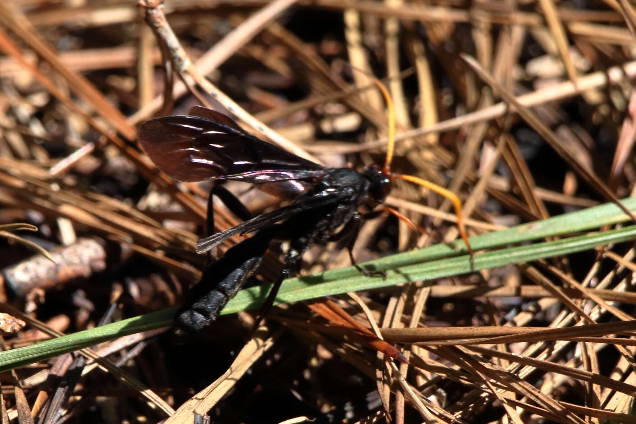 Image of Gnamptopelta