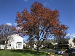 Image of Red Maple