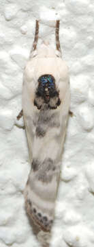 Image of Schlaeger's Fruitworm Moth