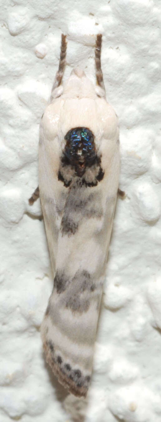 Image of Schlaeger's Fruitworm Moth