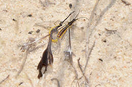 Image of thread-winged lacewings