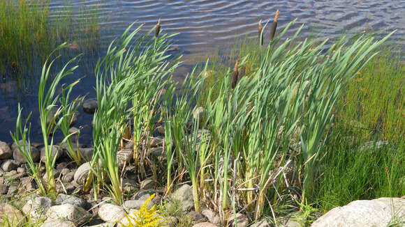 Image of broadleaf cattail