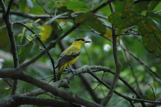 Image of Black-naped Oriole