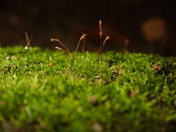 Image of tortula moss