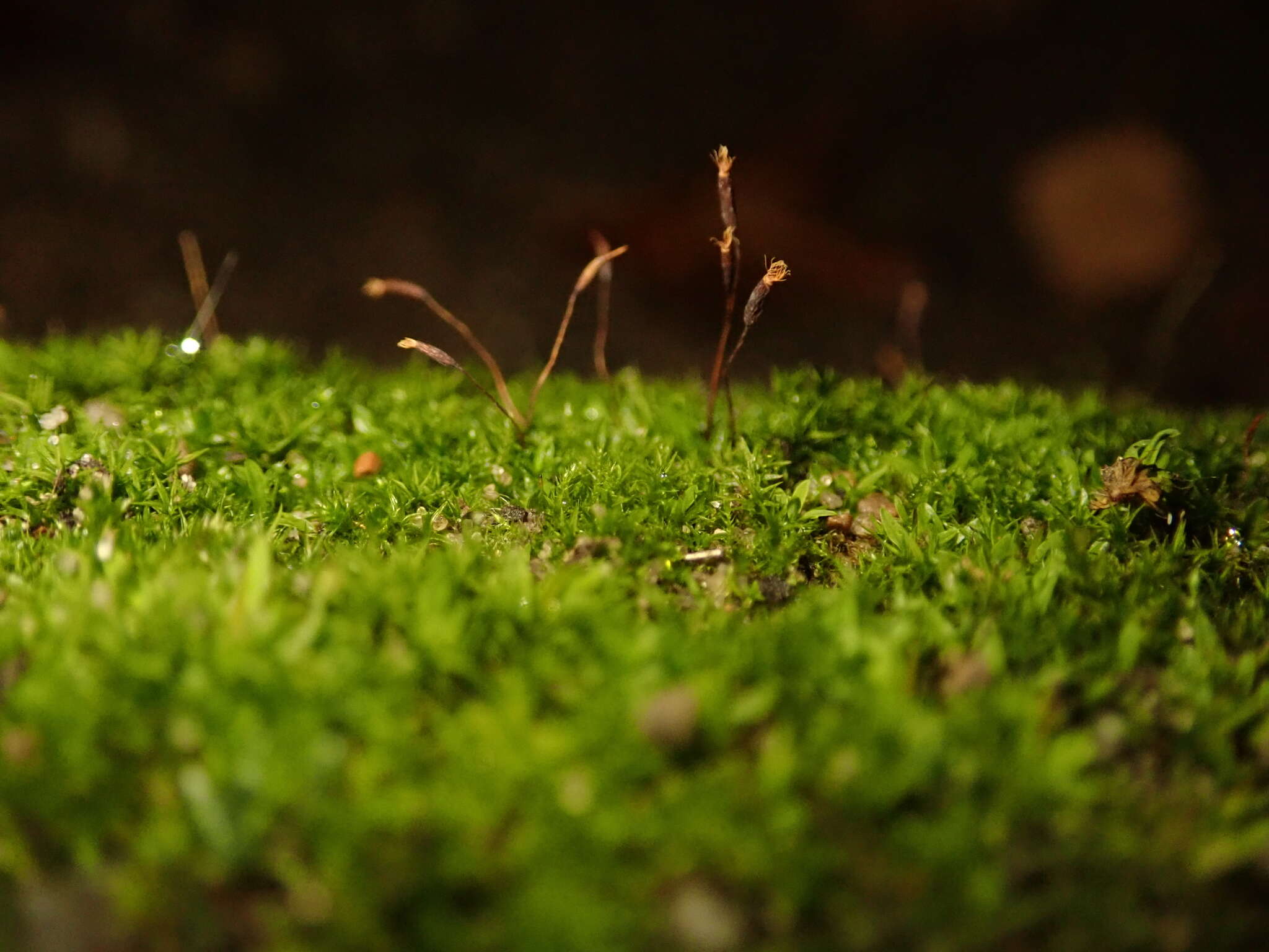 泛生牆苔的圖片