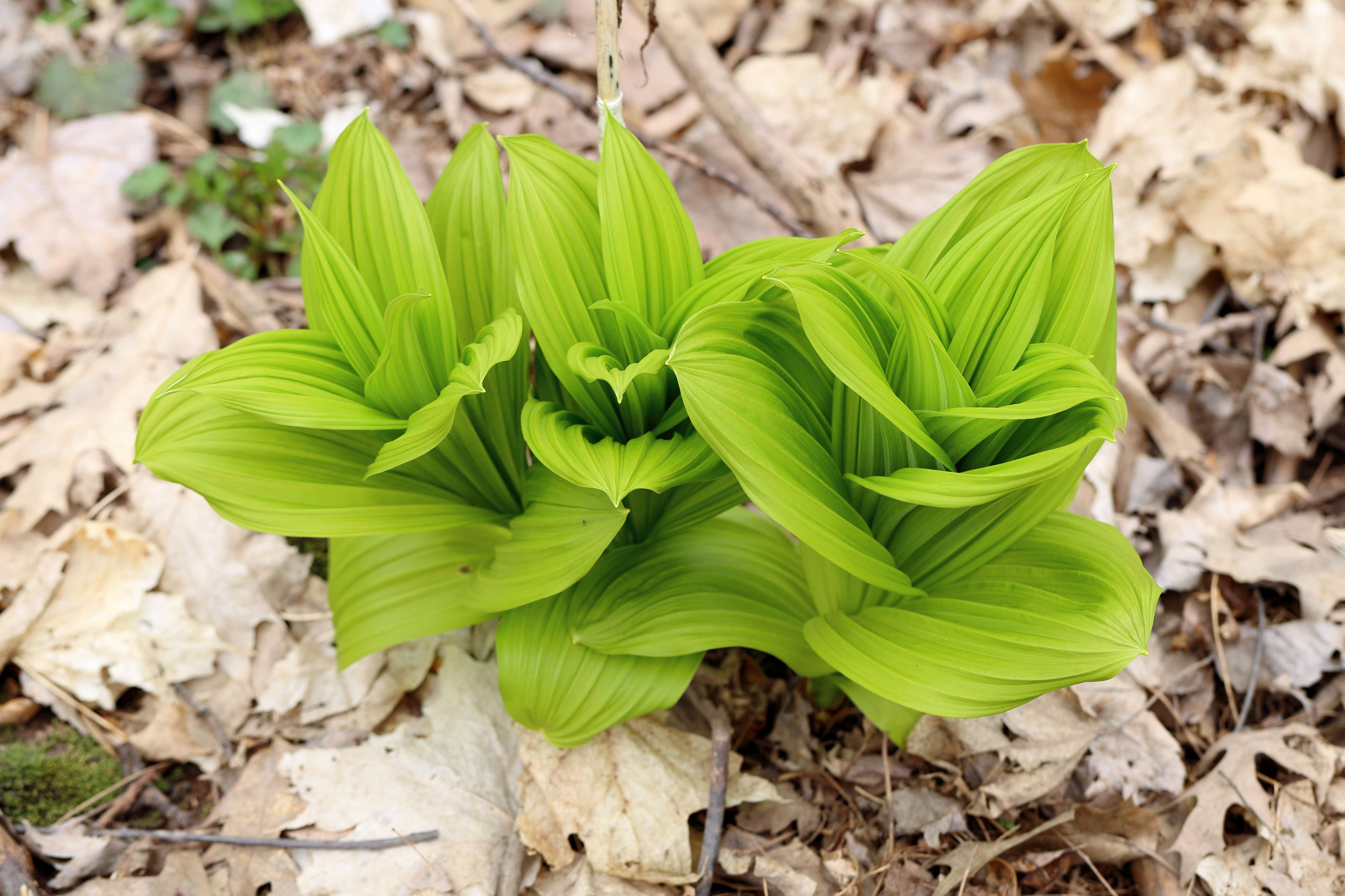 Слика од Veratrum viride Aiton