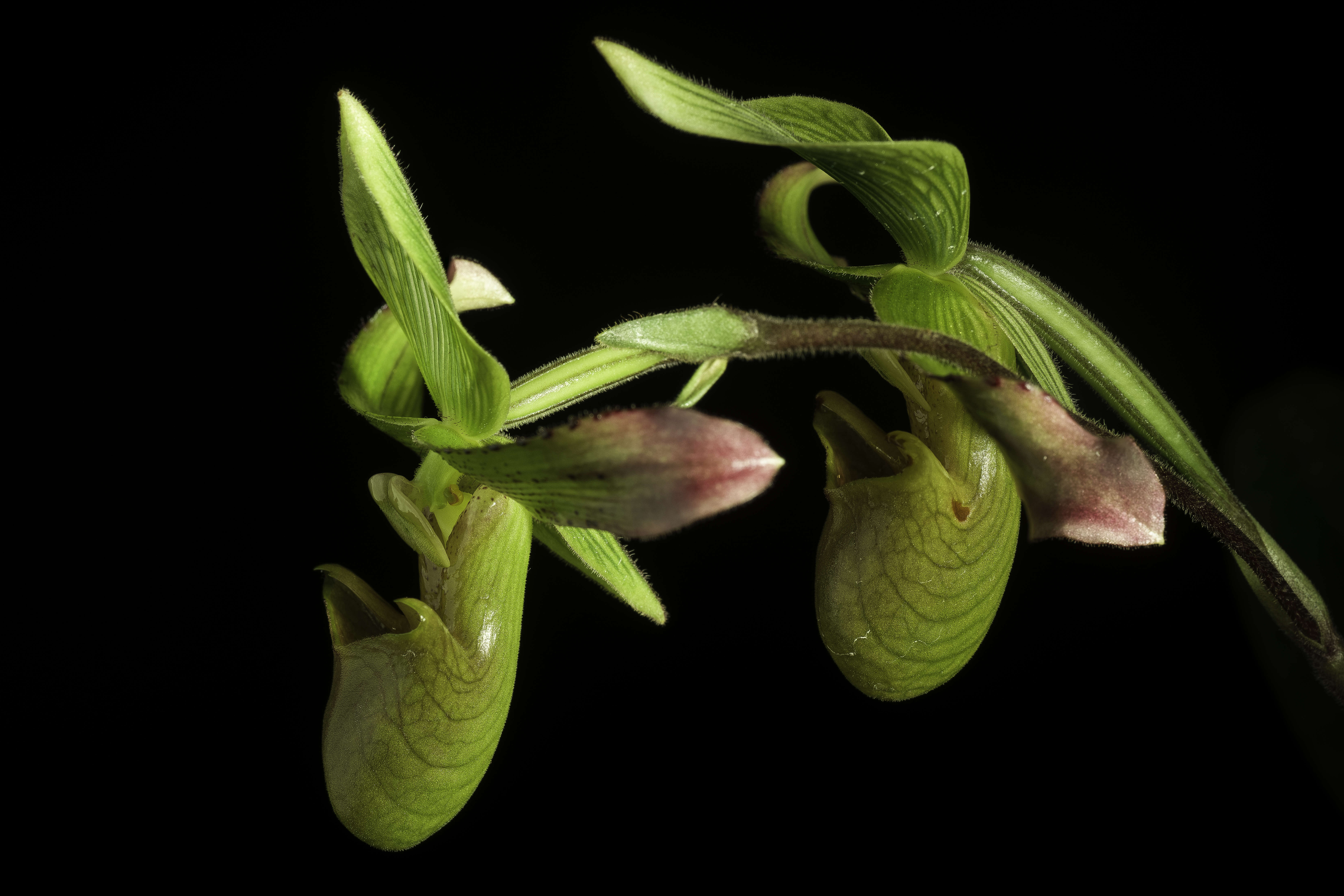 Image de Paphiopedilum javanicum (Reinw. ex Lindl.) Pfitzer