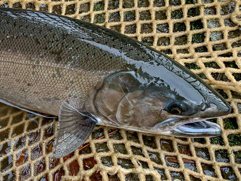 Image of Coho Salmon