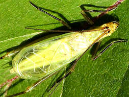 Image of Forbes's Tree Cricket