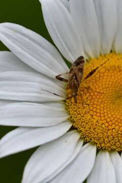 Image of Clouded plant bug