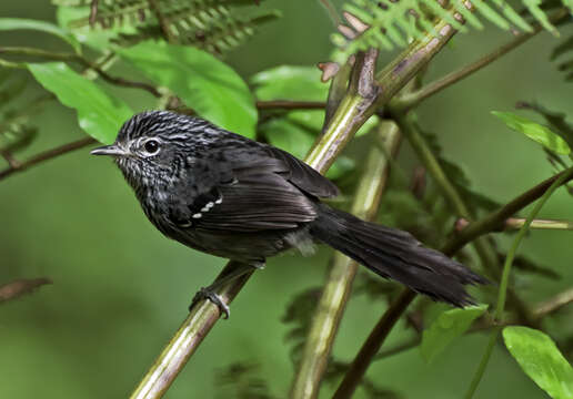 Image of Dusky-tailed Antbird