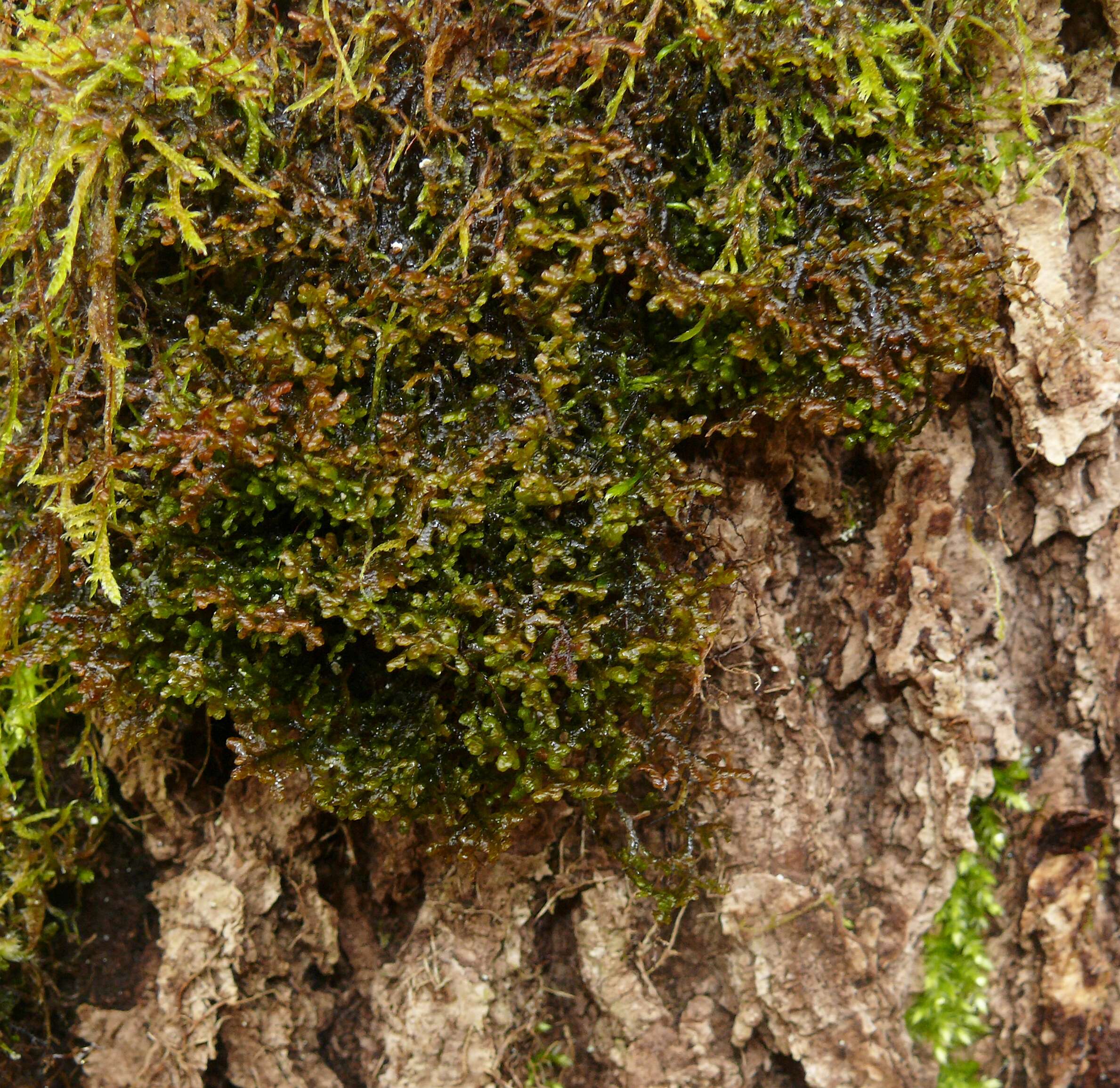 Image of Tamarisk Scalewort