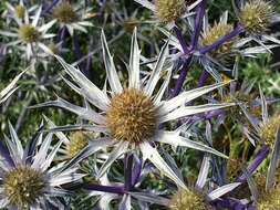 Imagem de Eryngium bourgatii Gouan