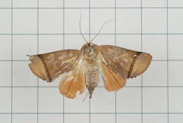 Image of Carea varipes Walker 1856