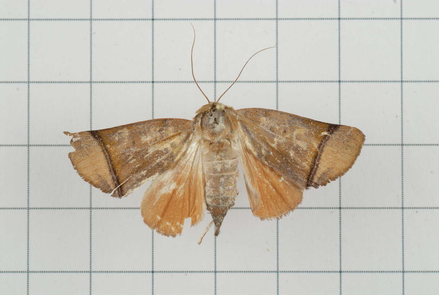 Image of Carea varipes Walker 1856