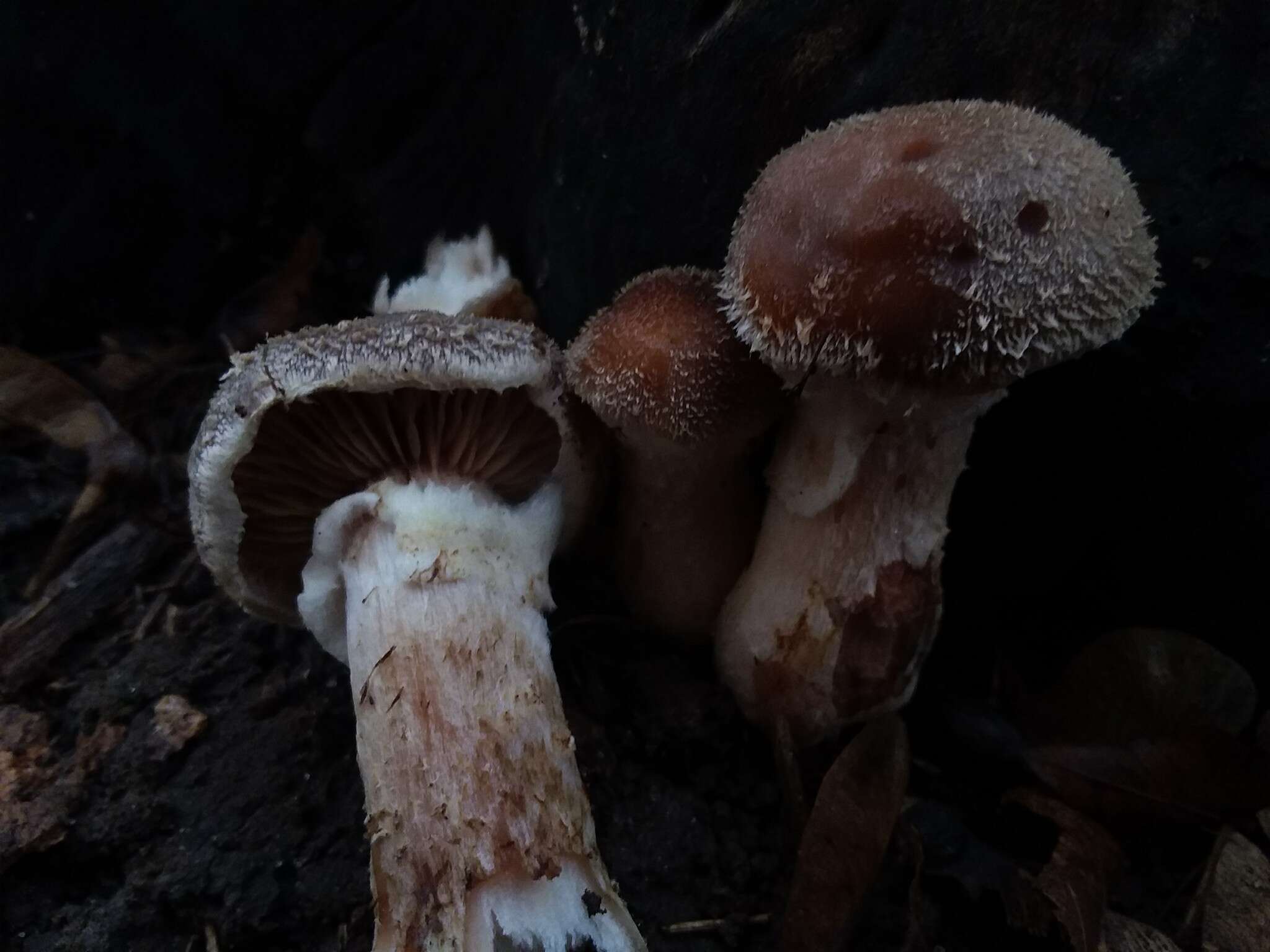 Image of Honey Fungus