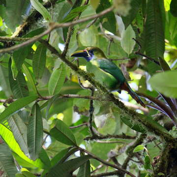 Image of Blue-throated Toucanet