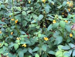 Image of jewelweed