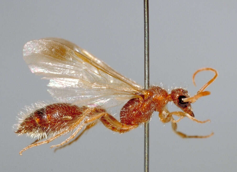 Image of Chyphotidae