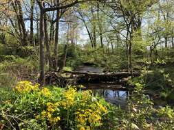 Image of butterweed