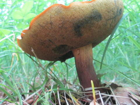 Imagem de Boletus reticulatus Schaeff. 1774