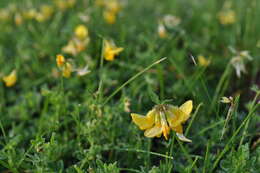 Image of Common Bird's-foot-trefoil