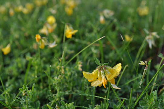 Imagem de Lotus corniculatus L.