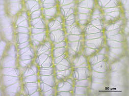 Image of papillose sphagnum