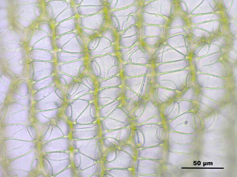 Imagem de Sphagnum papillosum Lindberg 1872