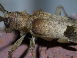 Image of Living-hickory Borer