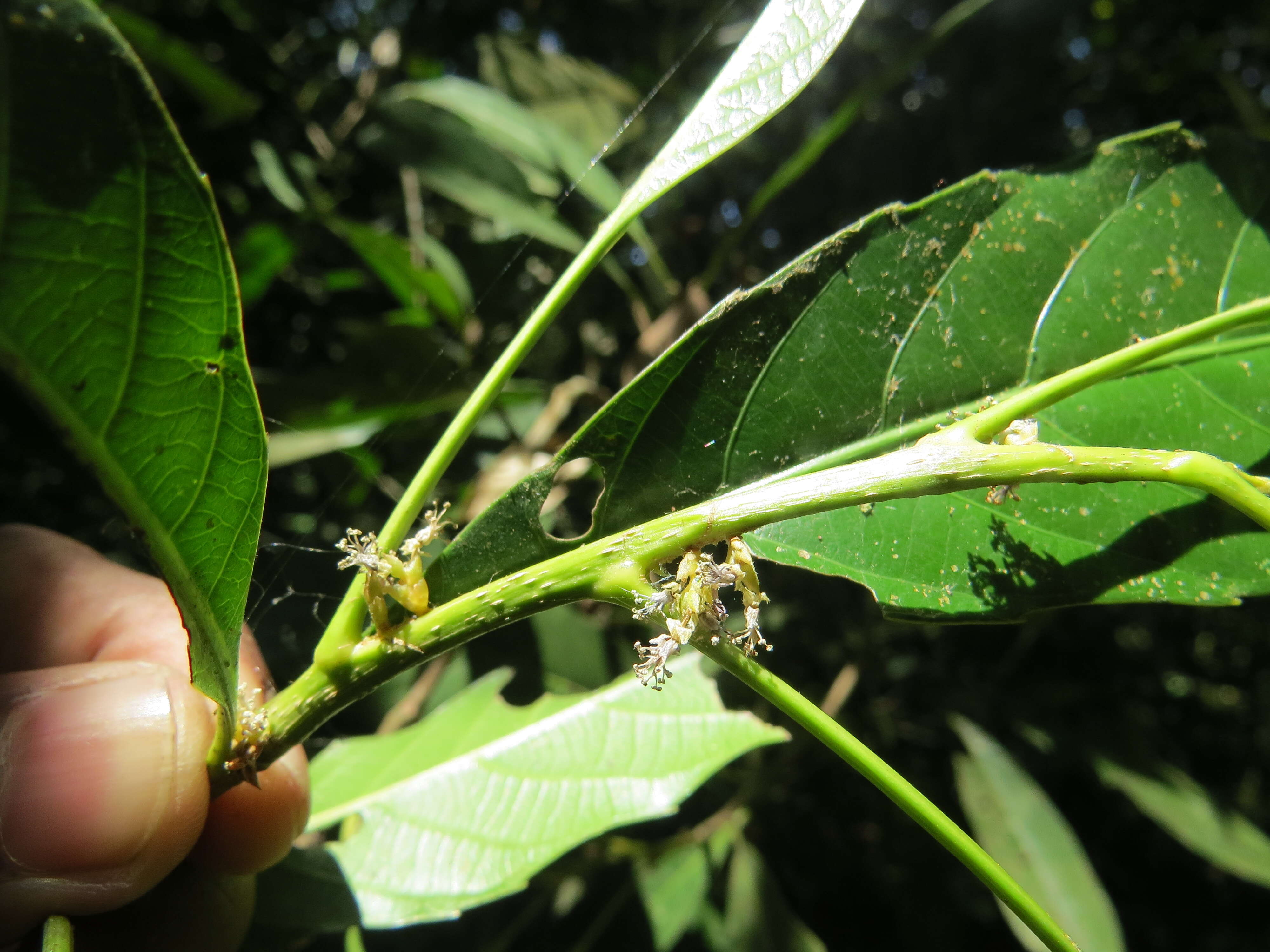 Image of Agrostistachys indica Dalzell