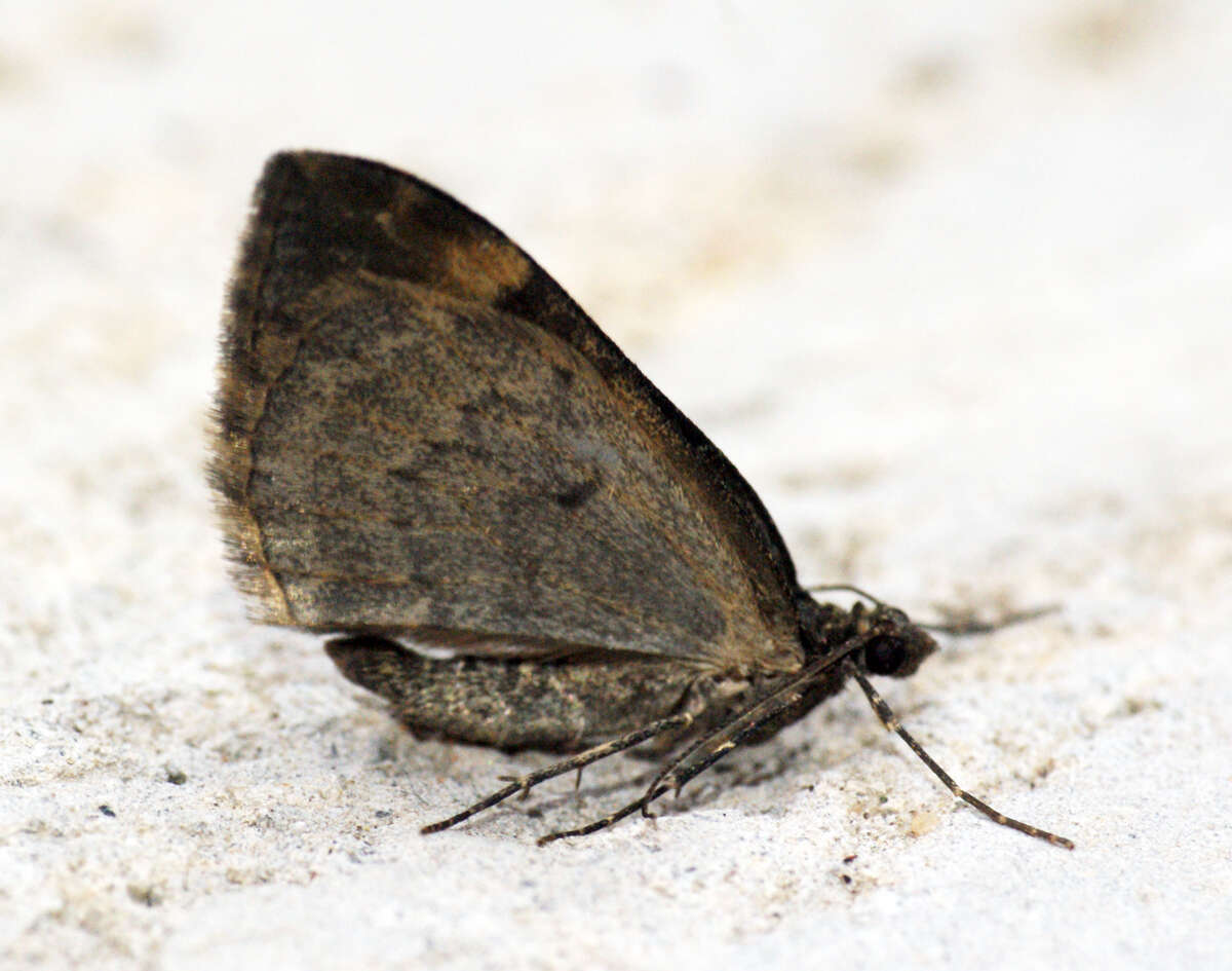 Image of common marbled carpet