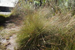 Image of Tetraria ligulata (Boeckeler) C. B. Clarke